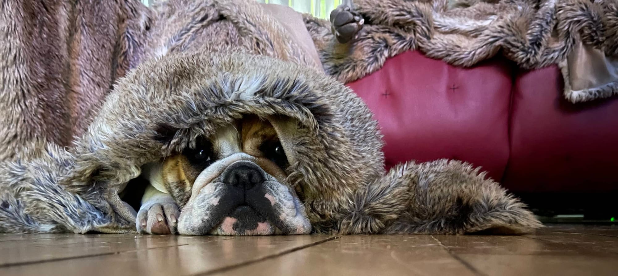 Un bouledogue couché sur le plancher, devant le canapé rouge.