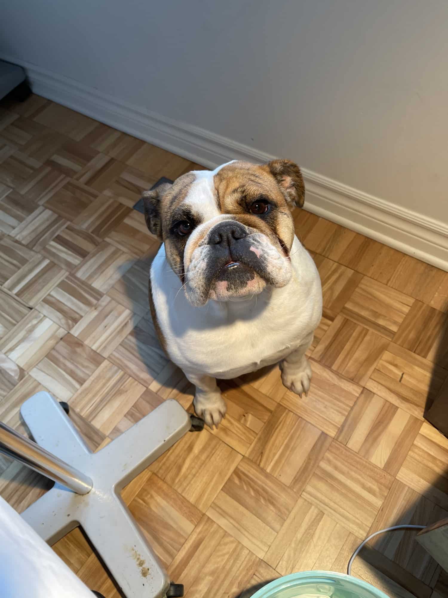 Le bouledogue assis sur le plancher, la tête levée.