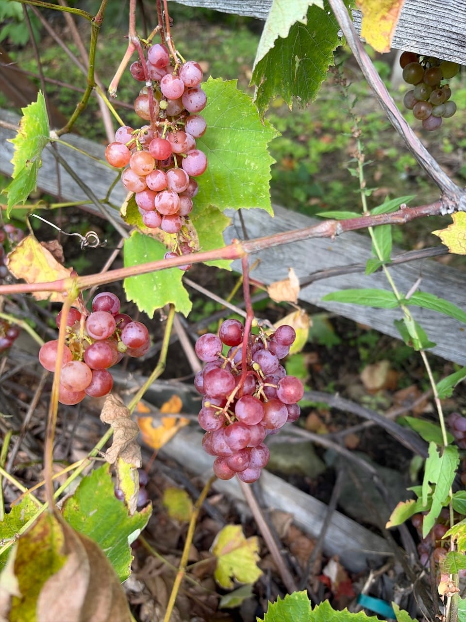 Gros plan sur une grappe de raisins Somerset roses encore sur la vigne, entre les feuilles.