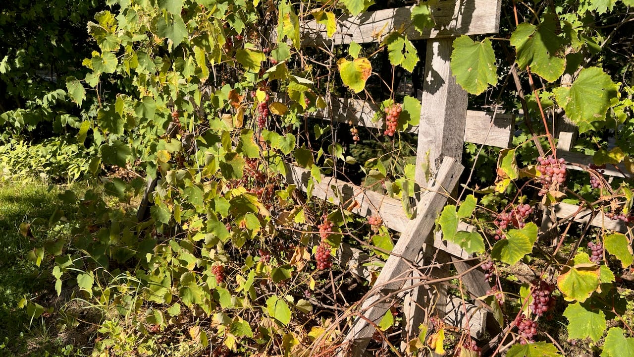 Les grappes mûrissent dans le feuillage de la vigne accrochée à la treille.