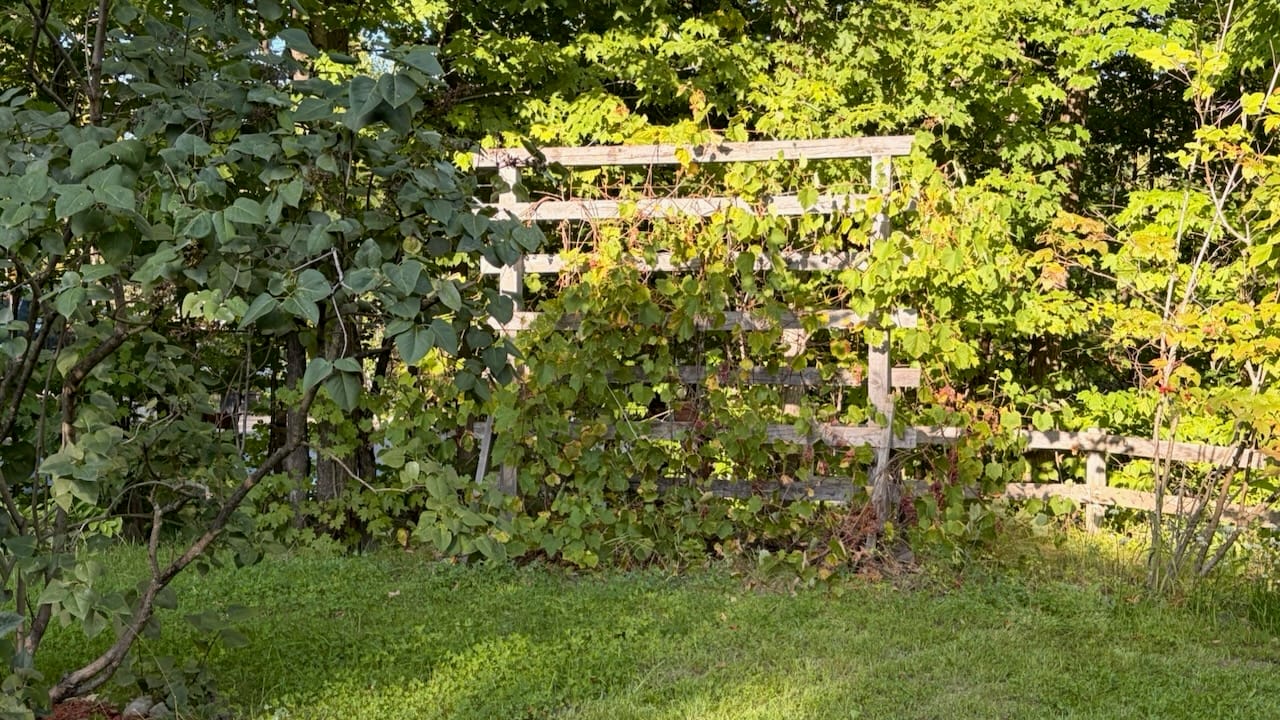 La vigne court sur sa treille de bois, au fond du terrain, en fin d’été.