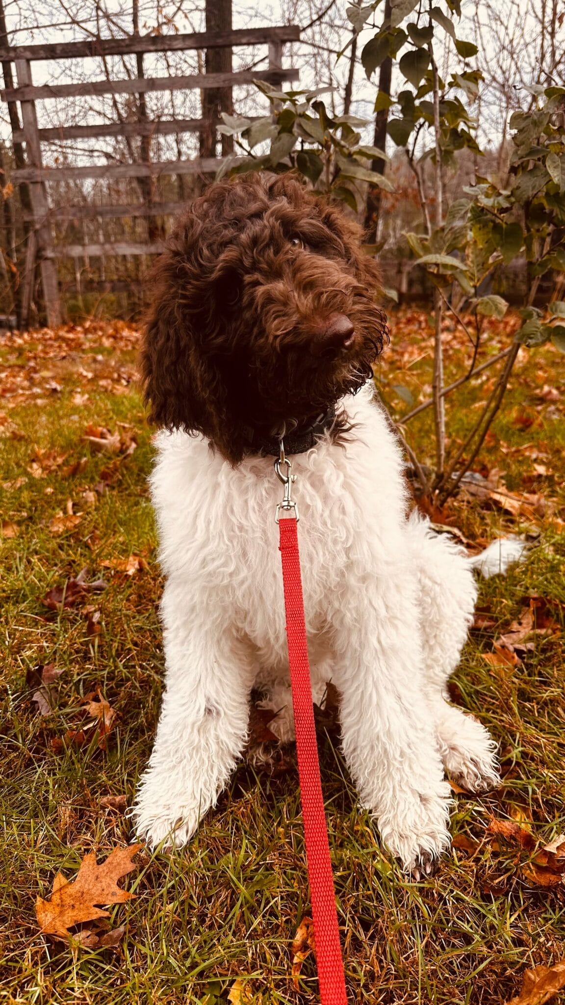 Fannie chiot, en laisse rouge, assise dans les feuilles d'automne.