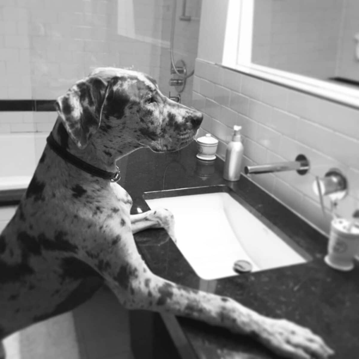 Roxane, pattes posées sur le lavabo de la salle de bains, en noir et blanc.
